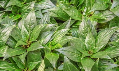 Bright green shiny glossy leaves of ornamental plant
