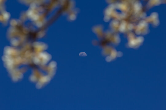 C&eacute;u azul com lua em foco seletivo entre galhos com flores brancas desfocadas.