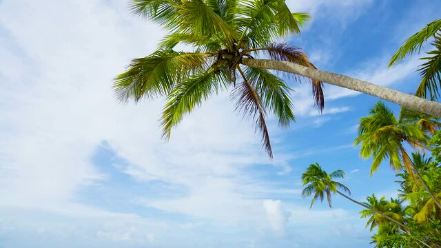 Green coconut tree on a background of blue sky bottom view. Long feathery leaves flutter in the wind. Beautiful landscape at summer tropical afternoon.