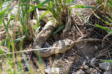 Prairie rattlesnake