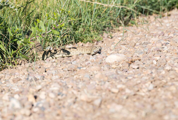 Prairie rattlesnake