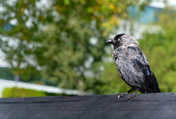 A single Western Jackdaw perched on a park bench, copy space.