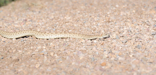 Prairie rattlesnake