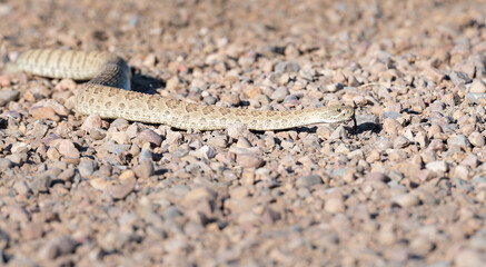 Prairie rattlesnake
