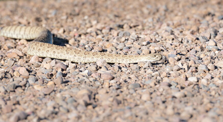 Prairie rattlesnake