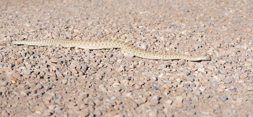Prairie rattlesnake