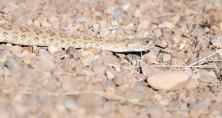 Prairie rattlesnake