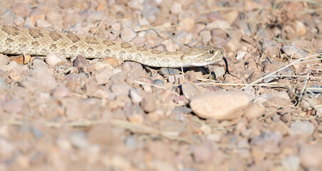Prairie rattlesnake