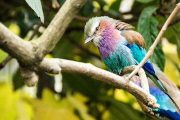 Colourful lilac breasted roller bird of paradise