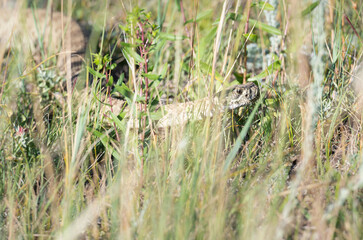 Prairie rattlesnake