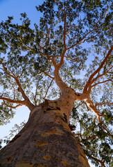 Naklejka premium tree in the forest