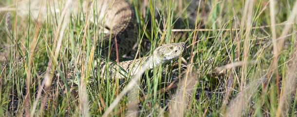 Prairie rattlesnake