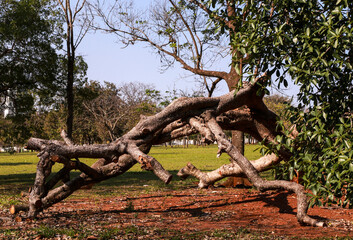 
fallen dry tree in park