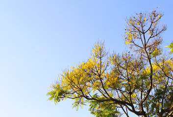 
florida tree with blue sky