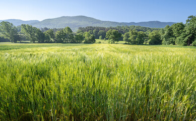 young wheat field