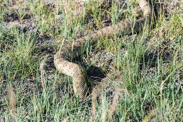 Prairie rattlesnake