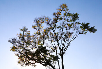 tree in the sky