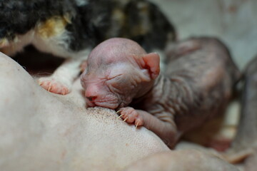 newborn  kitten sphynx .  naked little kitten . don sphynx 