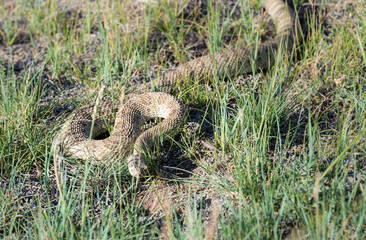 Prairie rattlesnake