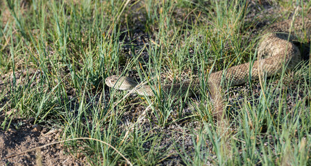 Prairie rattlesnake