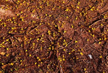 
dry branches with yellow flowers