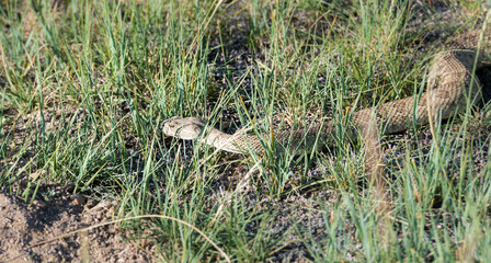 Prairie rattlesnake