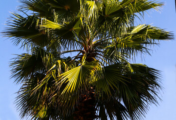 Obraz premium palm tree on blue sky