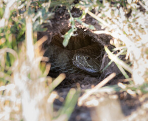 Prairie rattlesnake