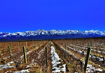 Fototapeta premium Viñedos de Mendoza, Argentina