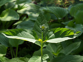 Green sprout growing from soil with natural green background