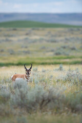 Pronghorn