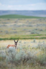 Pronghorn