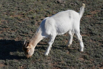 Naklejka na ściany i meble Cute pet goat grazing on grass outdoors