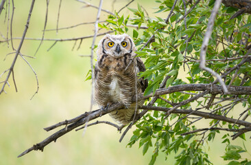 Great horned owl in the wild