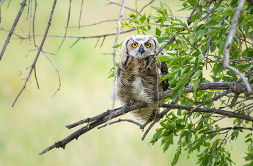 Great horned owl in the wild