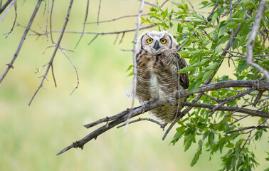 Great horned owl in the wild