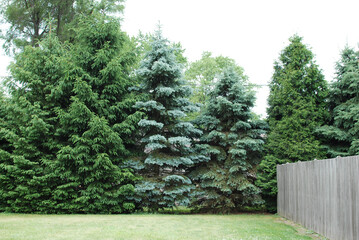 The contrasting colors of different evergreen trees compliment each other.