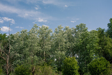 A low angle shot of green-leaved trees on a blue sky background