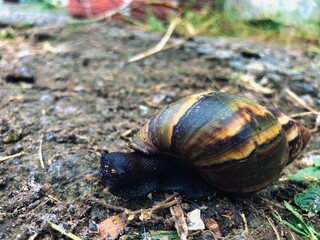 nature animals insect