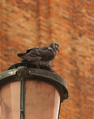 Gray pigeon on a lamp. Flying city animal.