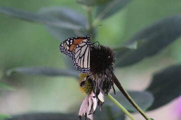 Monarch Butterfly on a Coneflower 2020