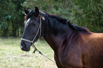 Portrait of a beautiful young dark horse on naturally green background.