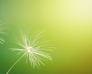 Macro shot of a dandelion. A drop of water on a dandelion