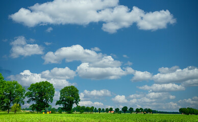 Fototapeta premium A large green field with clouds in the sky. High quality photo