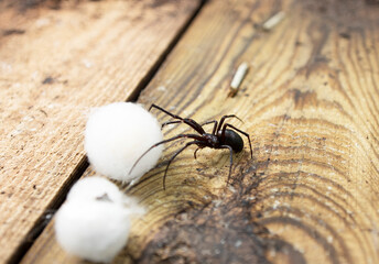 false black widow spider protect nest photographed in Windsor park uk