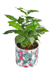  Coffea arabica, coffee plant in a flower pot