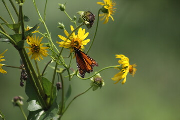 Yellow Flowers and Monarch Butterfly 2020