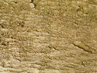 Tree bark closeup
