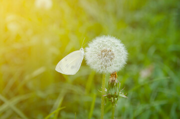 White butterfly sits on a dandelion in the garden. Sunny day, a butterfly sits on a dandelion....