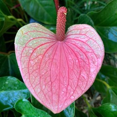 Fleur Anthurium rose